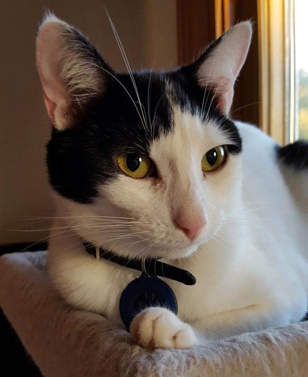 /Images/uploads/The Murphee and Sugar Angel Foundation/murpheeandsugar-pet-photo-contest-fundraiser/entries/27750thumb.jpg